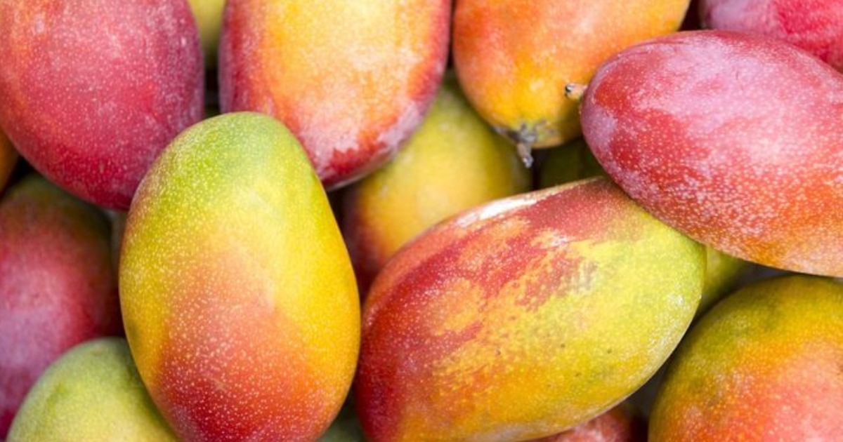 Best Pakistani Mangoes Online