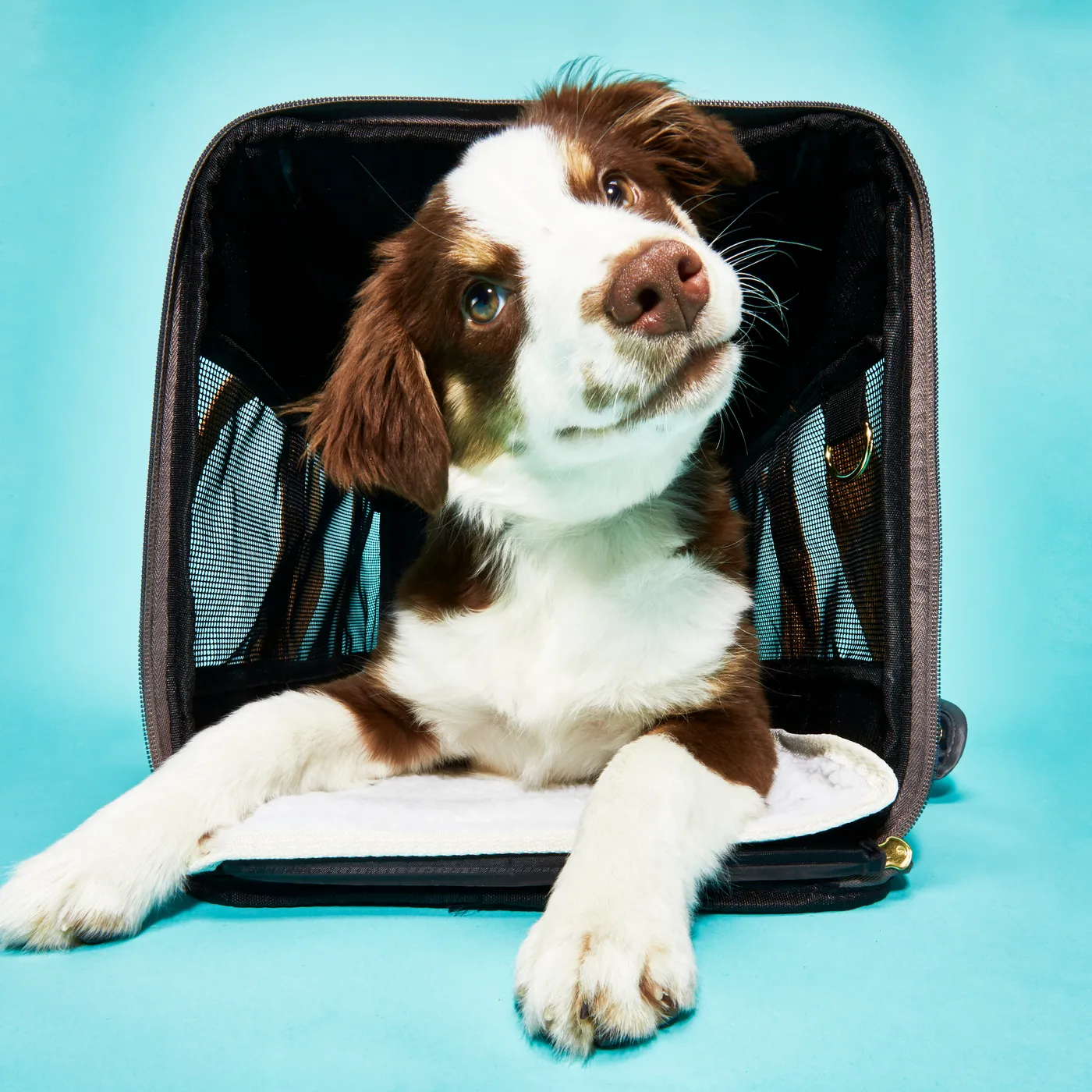 pet carrier bag
