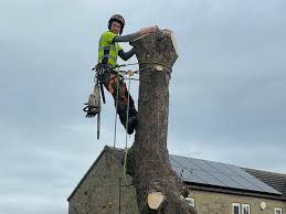 Tree Surgeon in Swindon