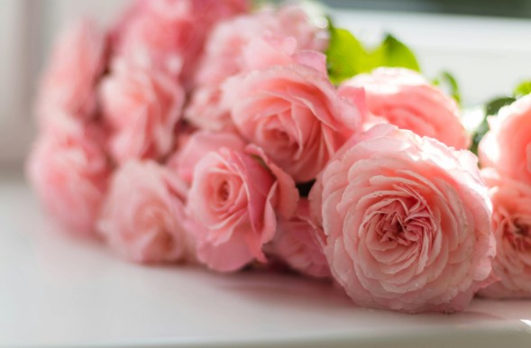 pink roses