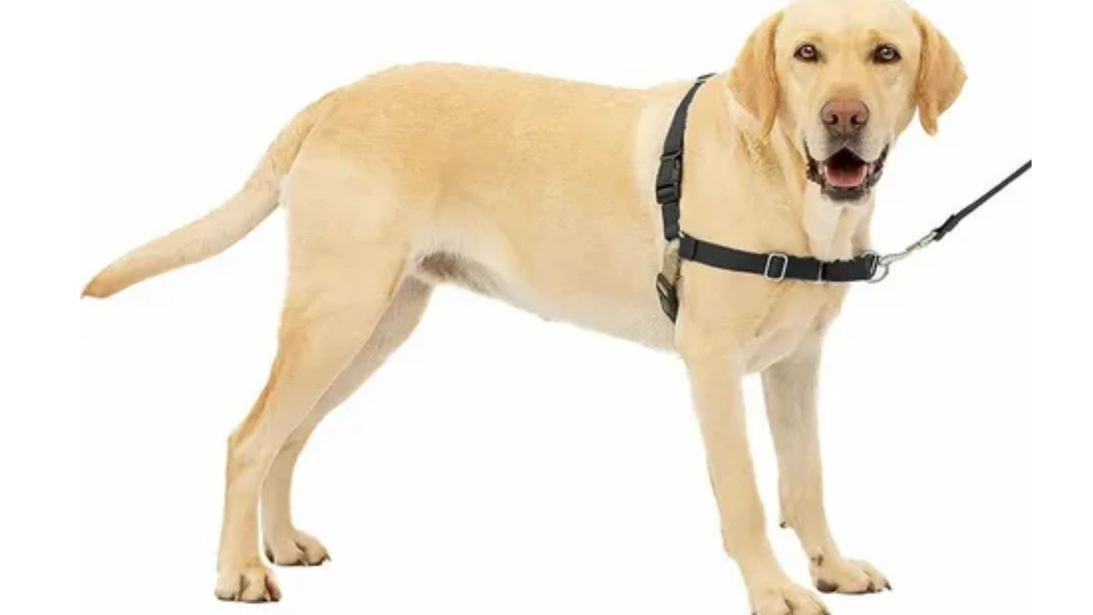 easy walk harness